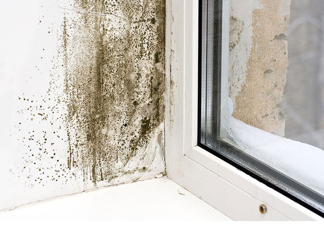 mold assessment