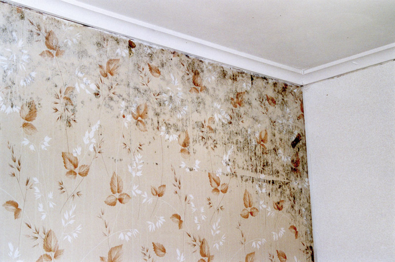 Mold: There’s Something Rotten in the State of my Basement - Home
